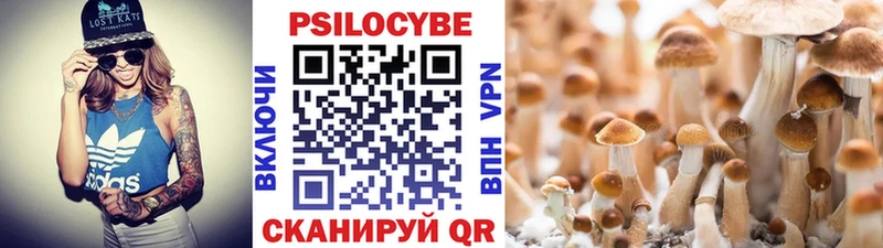 Купить  Далматово  Псилоцибиновые грибы Psilocybe 